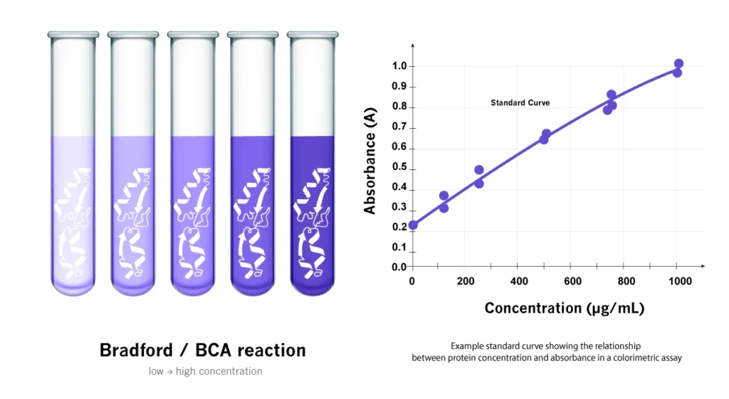 Protein Quantification Using Colorimetric Assays