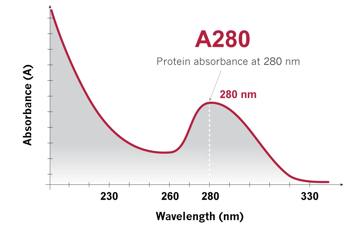 Protein Quantification Using UV Spectroscopy, UV absorbance curve peaking at 280 nm