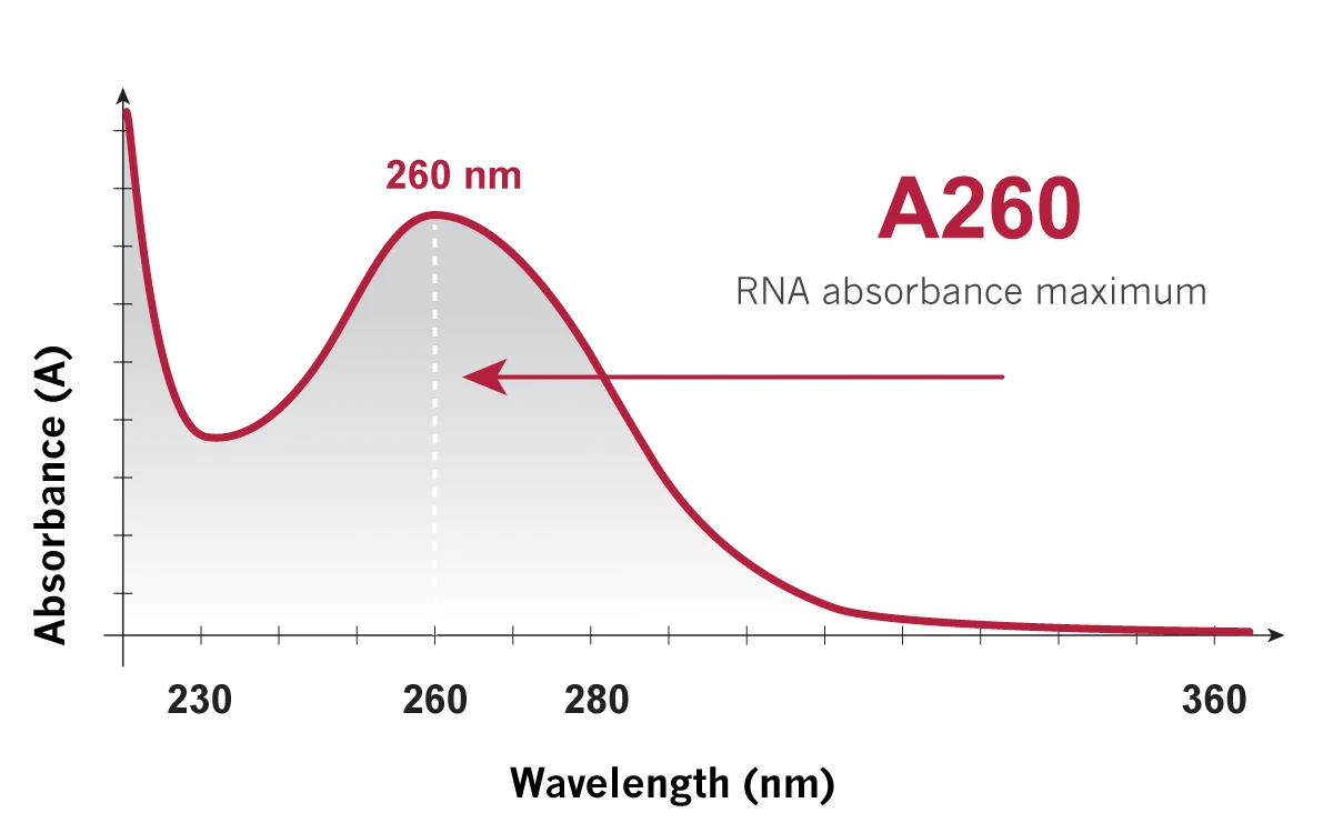 RNA Quantification Using UV Spectroscopy UV absorbance curve peaking at 260 nm