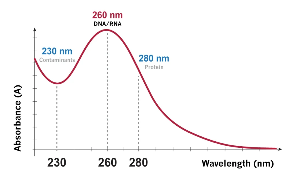 What Is A260 DNA Quantification-Using-UV-Spectroscopy