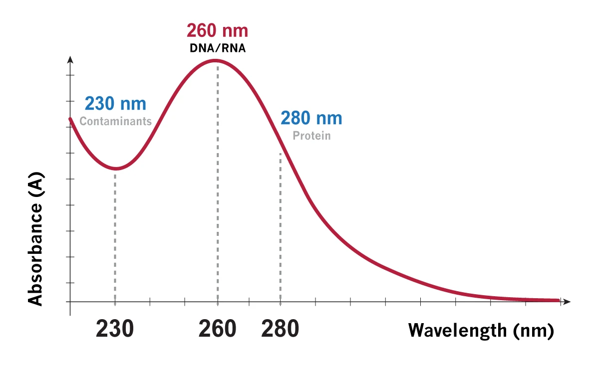 What Is A260 DNA Quantification-Using-UV-Spectroscopy