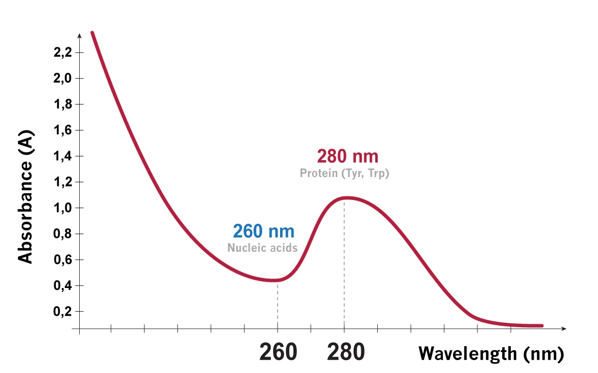What Is A280 Protein Quantification Using UV Spectroscopy