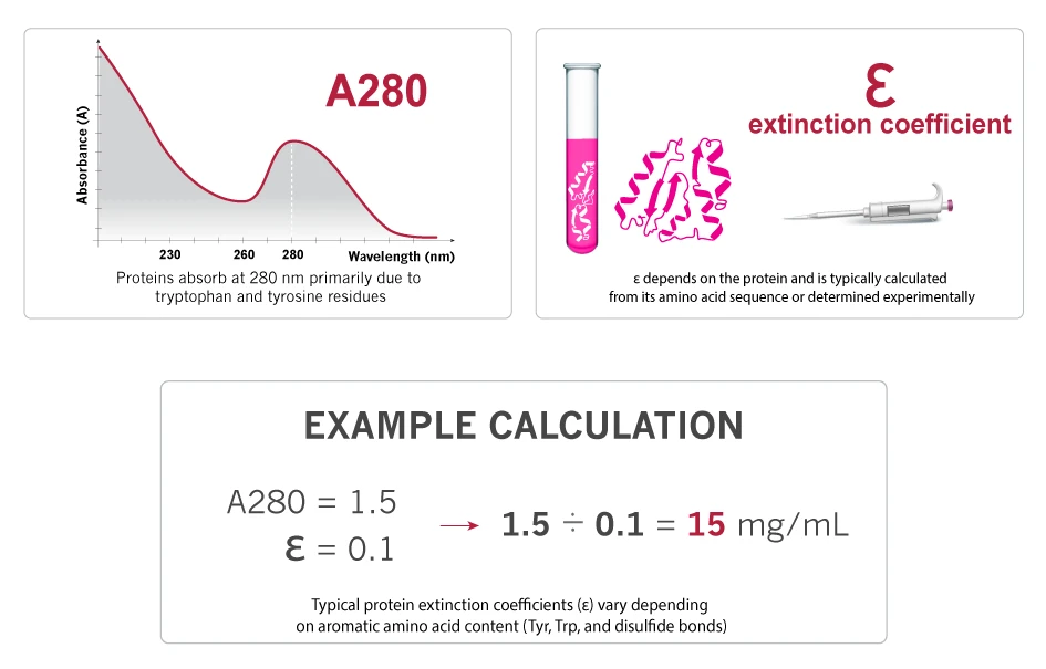 protein concentration calculation diagrams explanation example