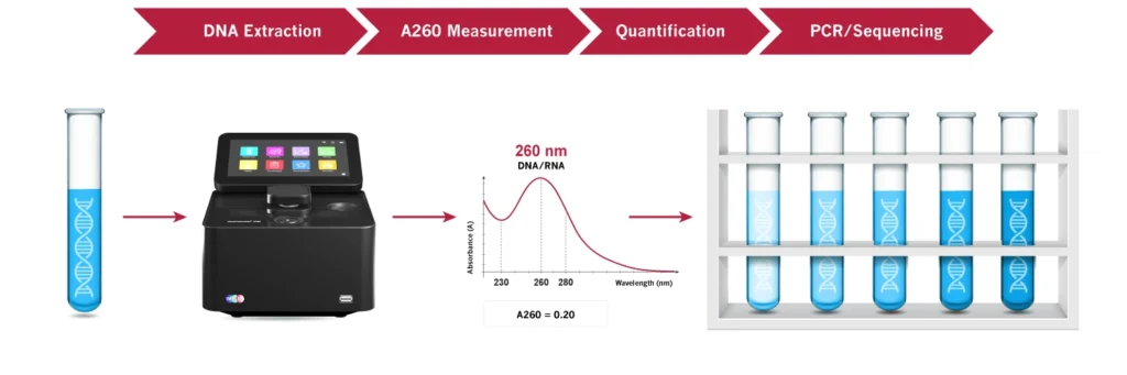 DNA extraction A260 measurement quantification PCR sequencing workflow