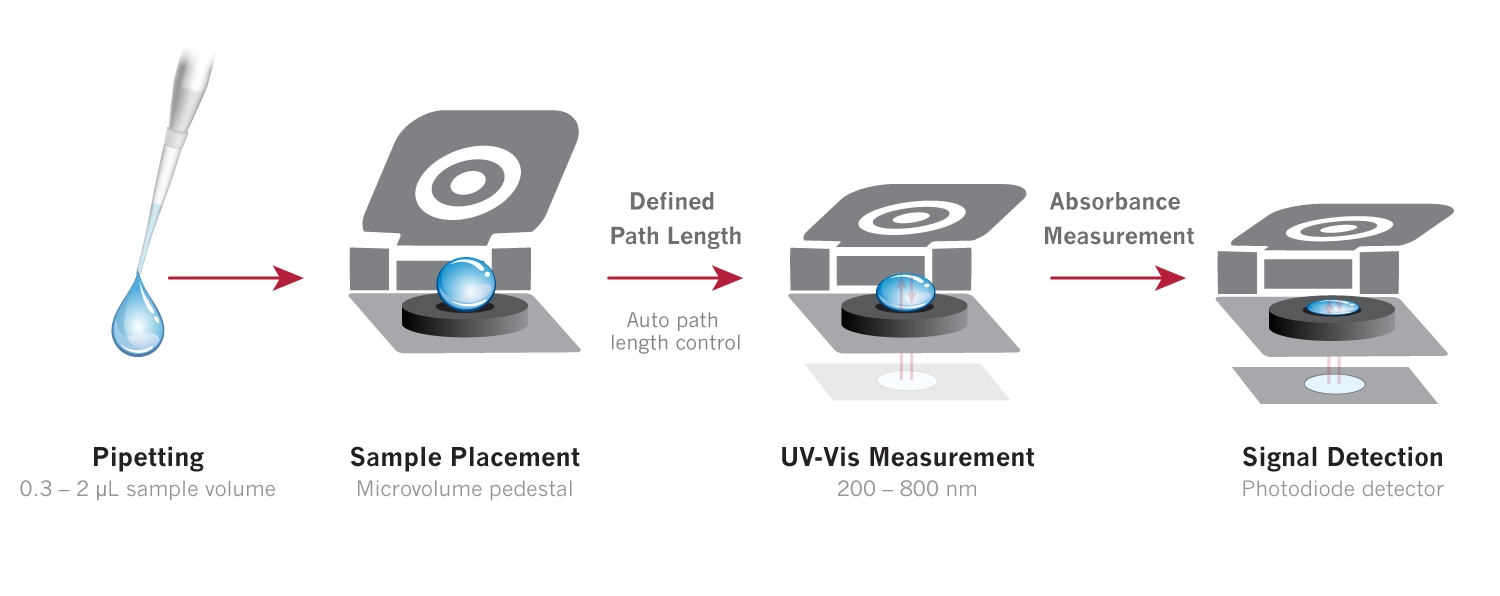 How microvolume uv vis spectroscopy works, Microvolume spectrophotometry workflow