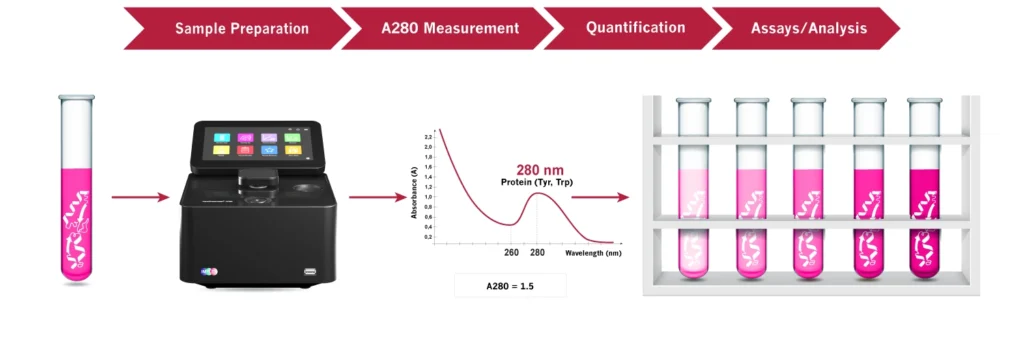 Protein sample preparation A280 measurement quantification assays analysis workflow