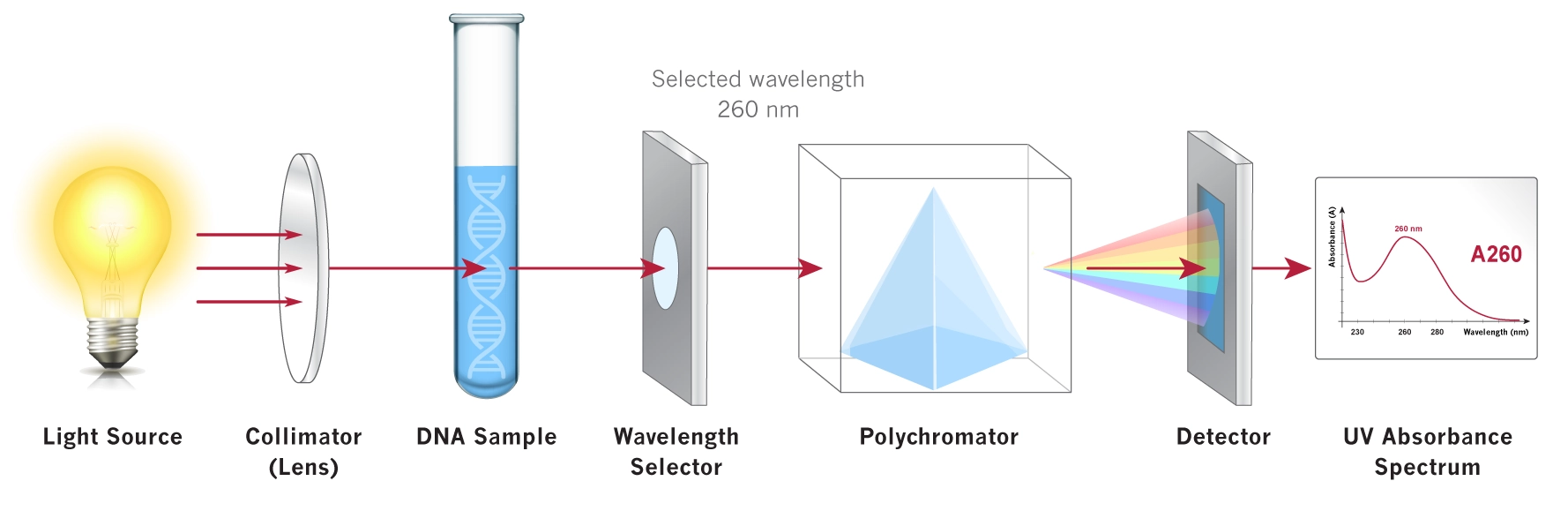 How DNA Quantification Works UV Vis spectroscopy polychromator